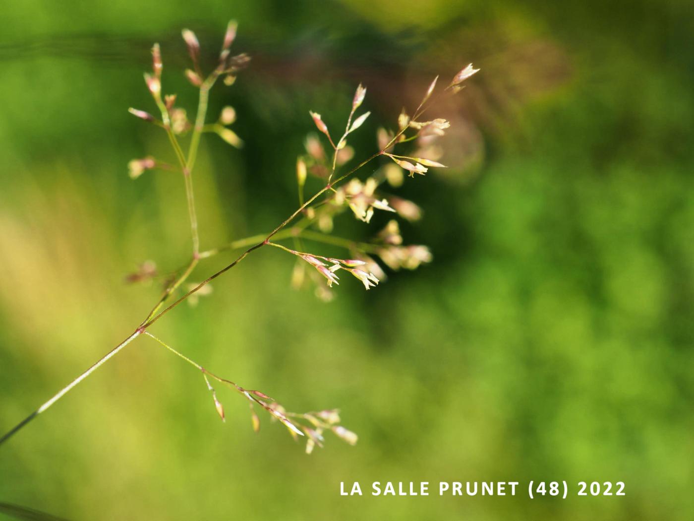 Hair-grass, Tufted flower